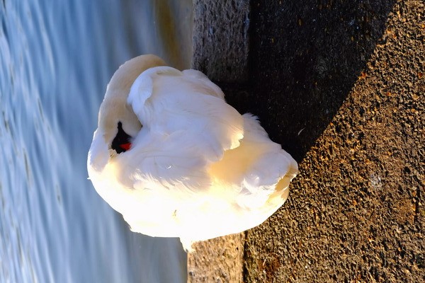 Swan at Rest by Click4Pix