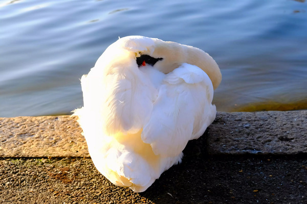 Wake Me Up Later Snoozing Swan  by Click4Pix