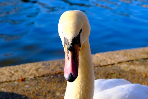 Swan Face 3 Digital Download