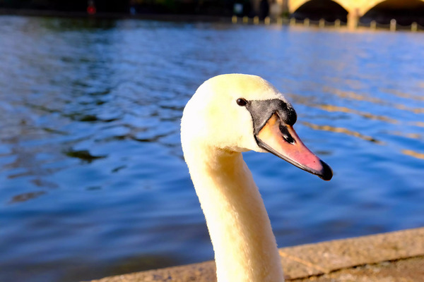 Graceful Swan by the River by Click4Pix