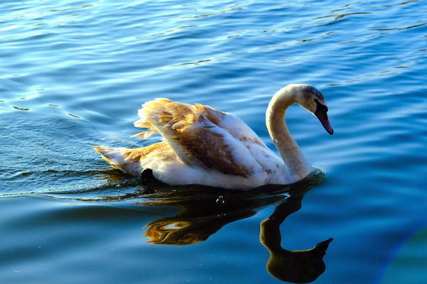 Baby Swan Cygnet by Click4Pix