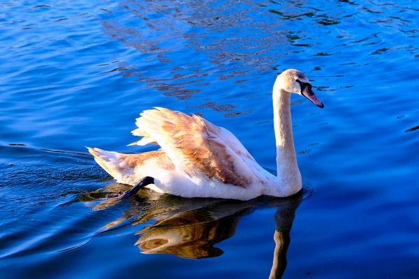 Baby Swan Cygnet 2 by Click4Pix