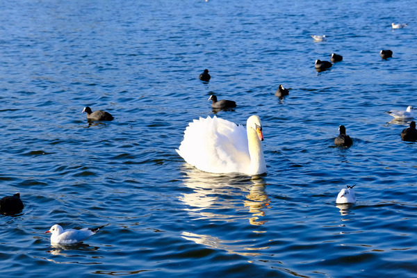 Grace in the Blue: A Swan Among Friends by Click4Pix