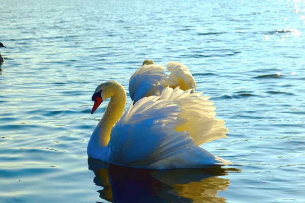 Wings of Love Pair by Click4Pix