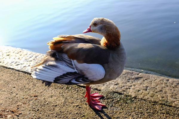 Graceful Pause by Click4Pix