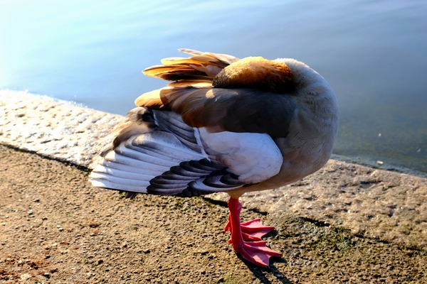 Headless Duck by Click4Pix