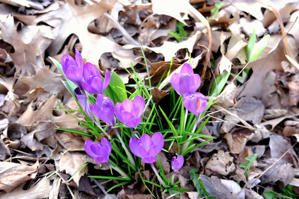 Spring Awakening by Click4Pix