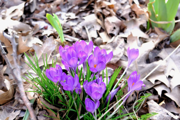 Spring’s Prelude by Click4Pix