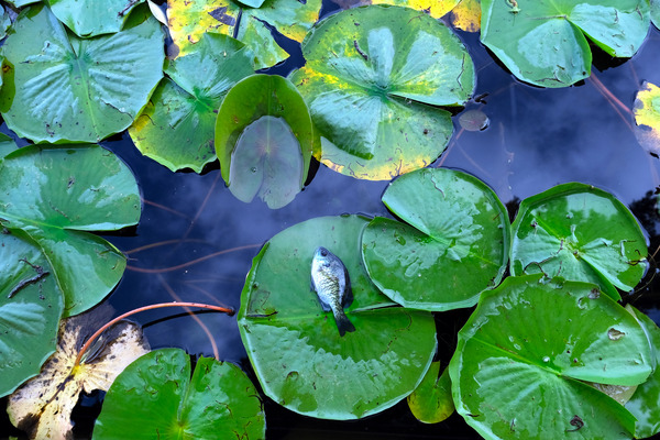 Resting Above the Depths by Click4Pix
