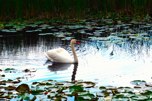 Silent Glide by Click4Pix