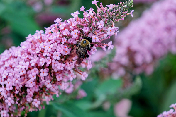 Sustaining Grace:  The Bee and the Butterfly Bush by Click4Pix