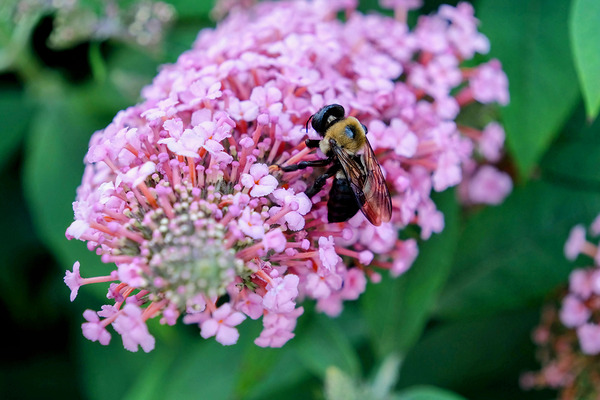 Bee Still on Butterfly Bush by Click4Pix