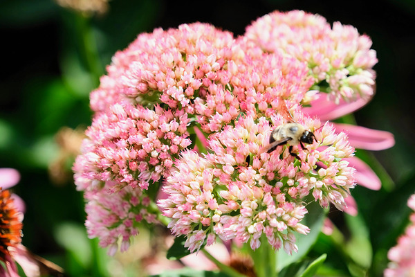  Sedum and the Messenger of Life by Click4Pix