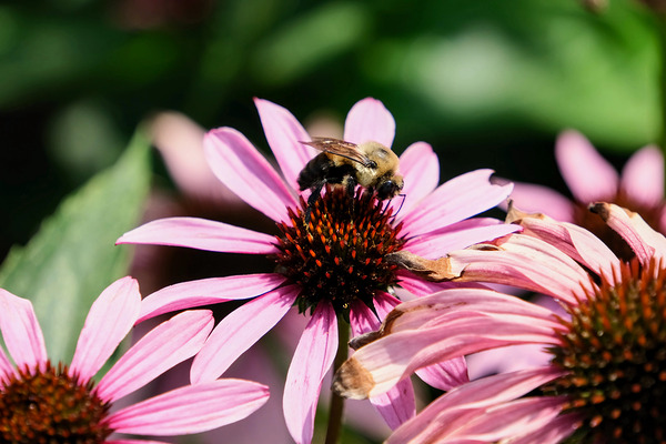 Coneflower and the Resting Wanderer by Click4Pix