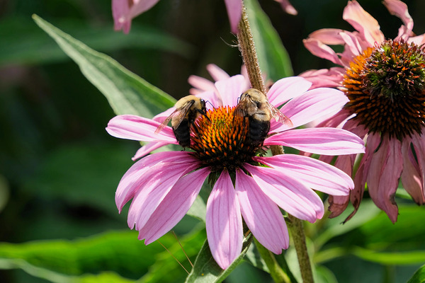 The Harmony of Pollination: Twin Bees on a Purple Coneflower by Click4Pix