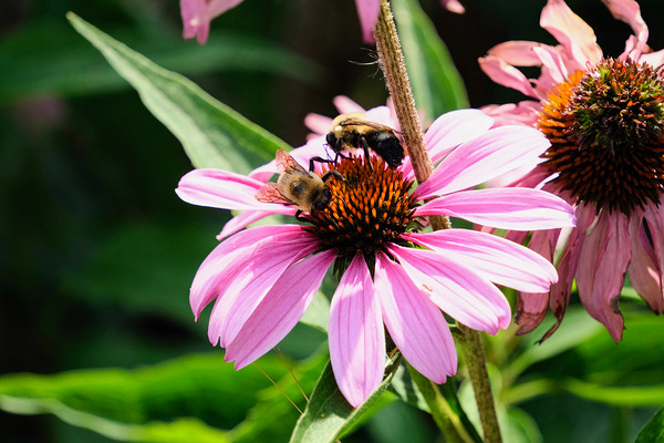 Duo at Dawn: Bees on the Coneflower’s Crown by Click4Pix