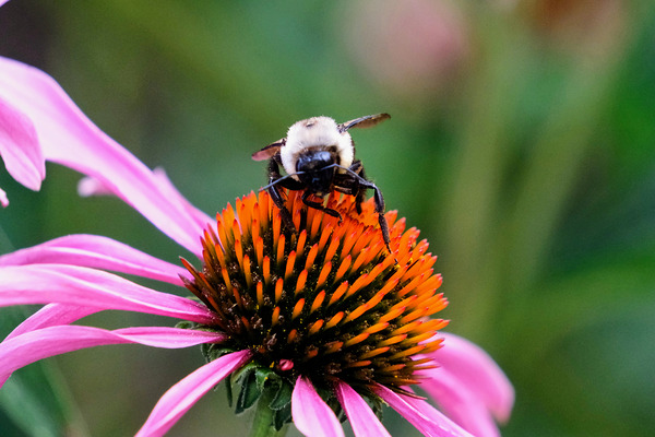 The Golden Heart of the Purple Coneflower by Click4Pix