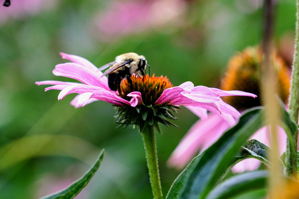 A Bumblebee’s Pause on Coneflower by Click4Pix