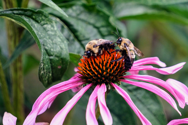 Dual Architects of Life on a Coneflower Stage by Click4Pix