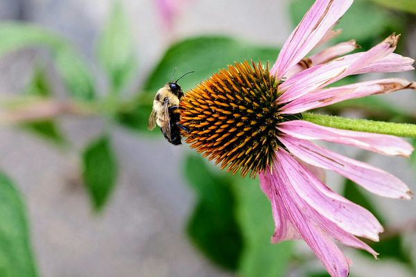 The Bee and the Purple Coneflower by Click4Pix