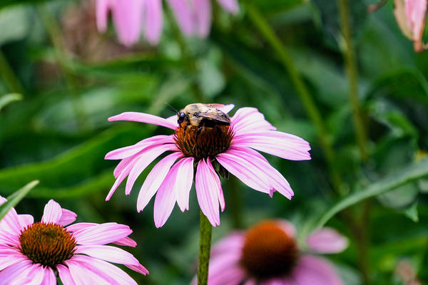 Wings of Purpose Petals of Peace: Coneflower Moment by Click4Pix