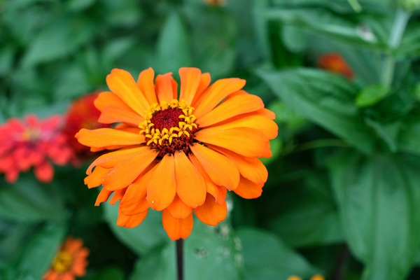Orange You Royale King Zinnia by Click4Pix