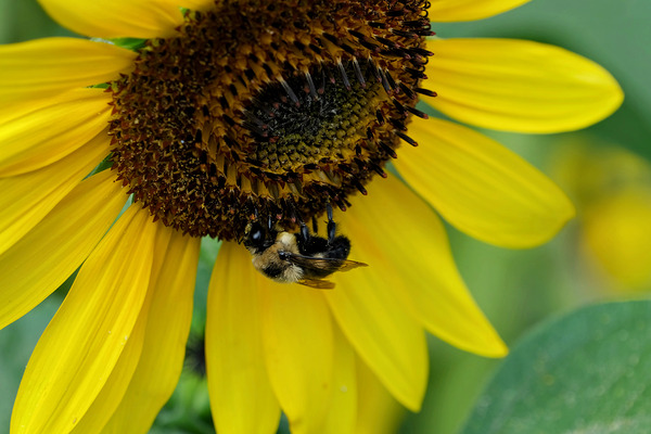 Bee Under the Sunflower:  The Architect of Harvest by Click4Pix