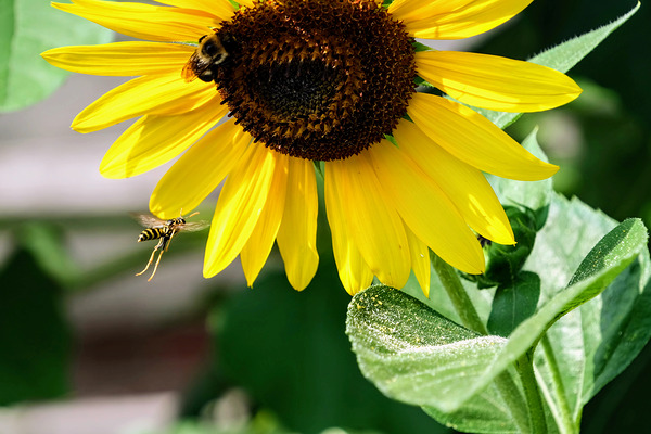 Dance of the Sunflower Spirits by Click4Pix