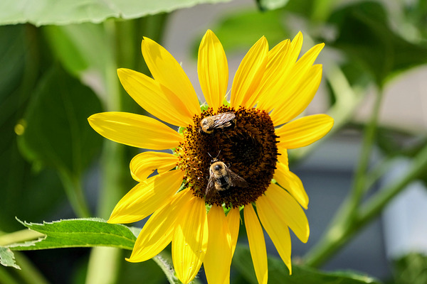 The Sunflower Keeps Time for Two by Click4Pix