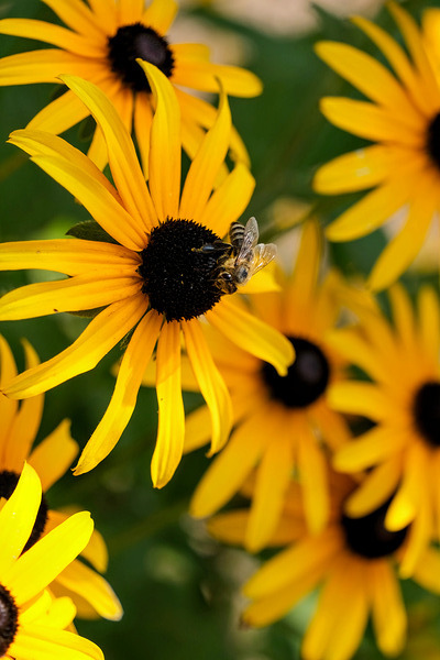 Bee A Black-Eyed Susan Secret Guest by Click4Pix