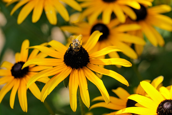 Bee One with Black-Eyed Susan by Click4Pix