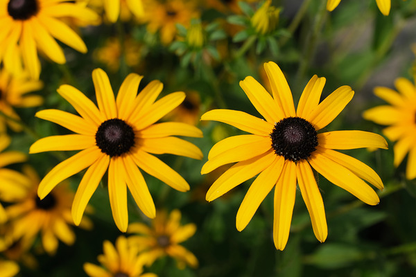 Golden Resilience: Black-Eyed Susan in Summer Bloom by Click4Pix