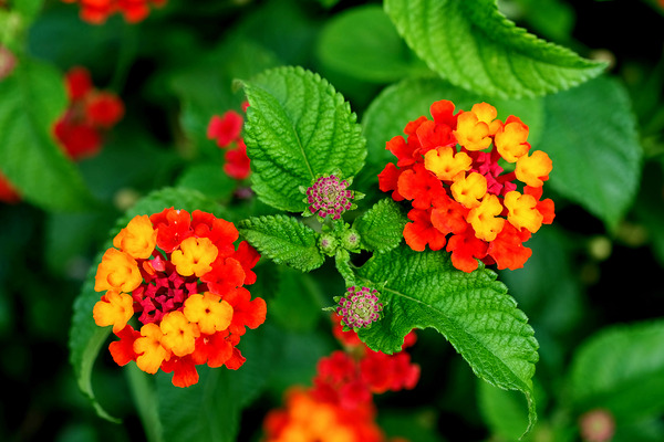 Color that Heals: The Medicinal Heart of Lantana Camara by Click4Pix