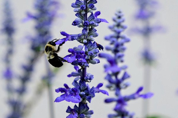 Lavender Towers and the Bee by Click4Pix