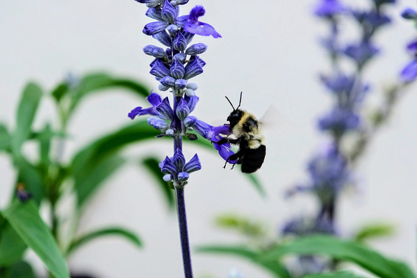 Just A Blue Salvia Buzzing Bee by Click4Pix