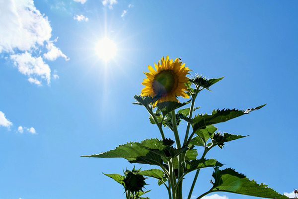 Solar Serenade: The Bloom That Reaches Back by Click4Pix