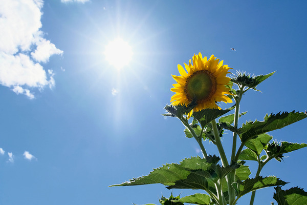 Skyward Confession: A Sunflower’s Secret by Click4Pix