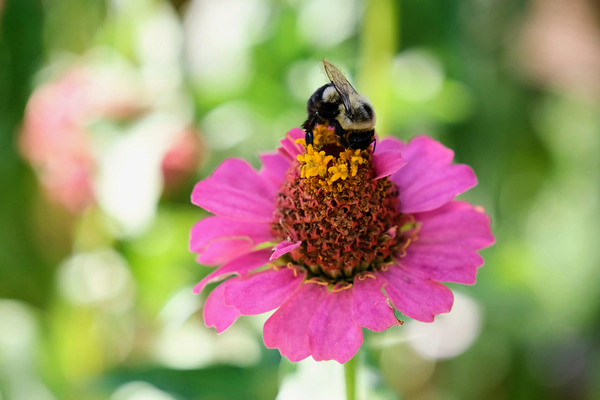 Petals and Purpose: An Ode to Quiet Industry by Click4Pix
