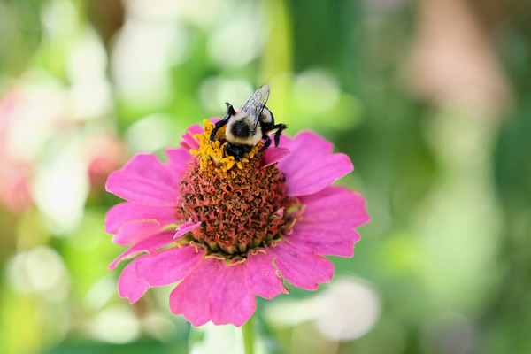Tiny Architect of the Bloomworld by Click4Pix