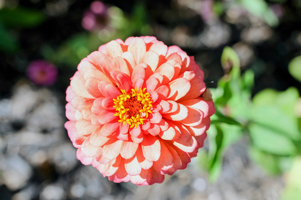 Sun Soaked Pink Zinnia by Click4Pix