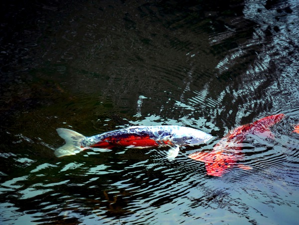 Playful Koi 2 by Click4Pix