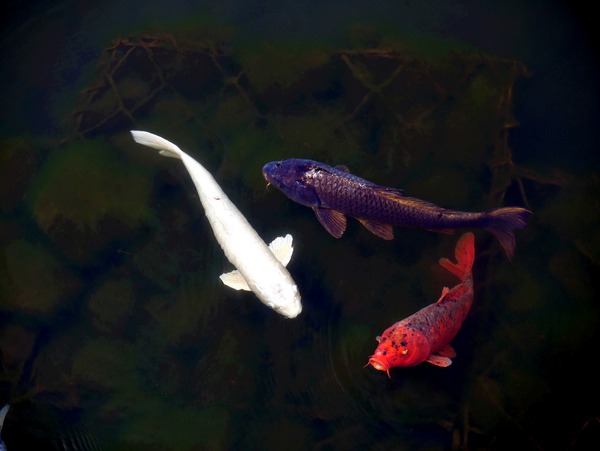 Some Very Coy Koi by Click4Pix