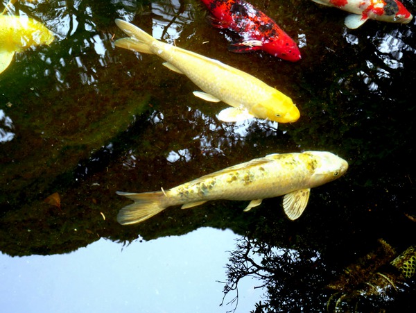 Some Very Coy Koi 2 by Click4Pix