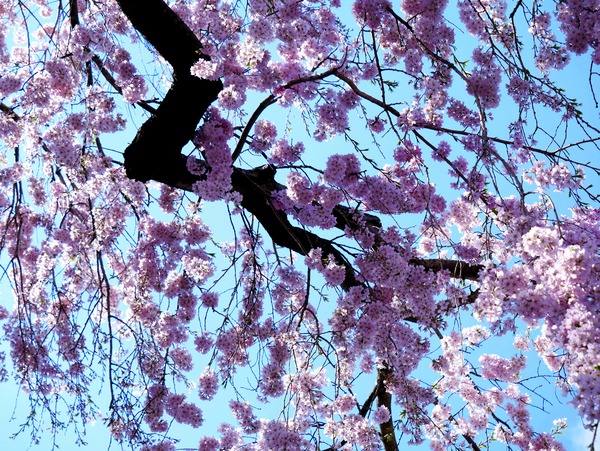 Cherry Blossom 3 Digital Download