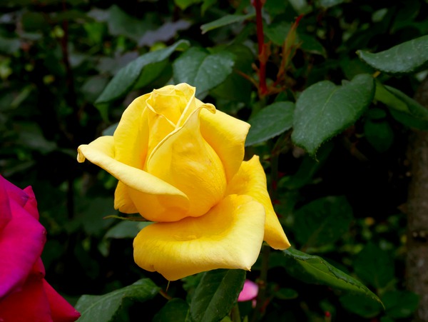 Yellow Rose Téléchargement Numérique