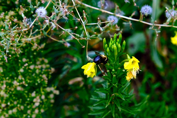 To Bee or Not to Bee  -- Kiss My Shiny Bumble Butt by Click4Pix