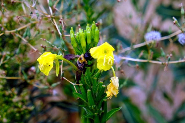 To Bee or Not to Bee  -- Checking Under The Hood by Click4Pix