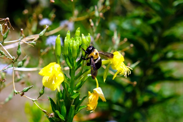 To Bee or Not to Bee  4 by Click4Pix