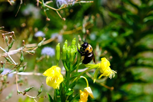 To Bee or Not to Bee  -- Early Bee Gets the Pollen by Click4Pix
