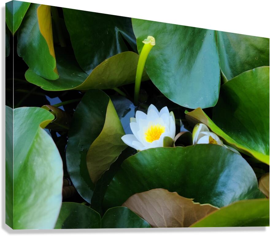 Shy Blossom in Green Embrace Canvas Print